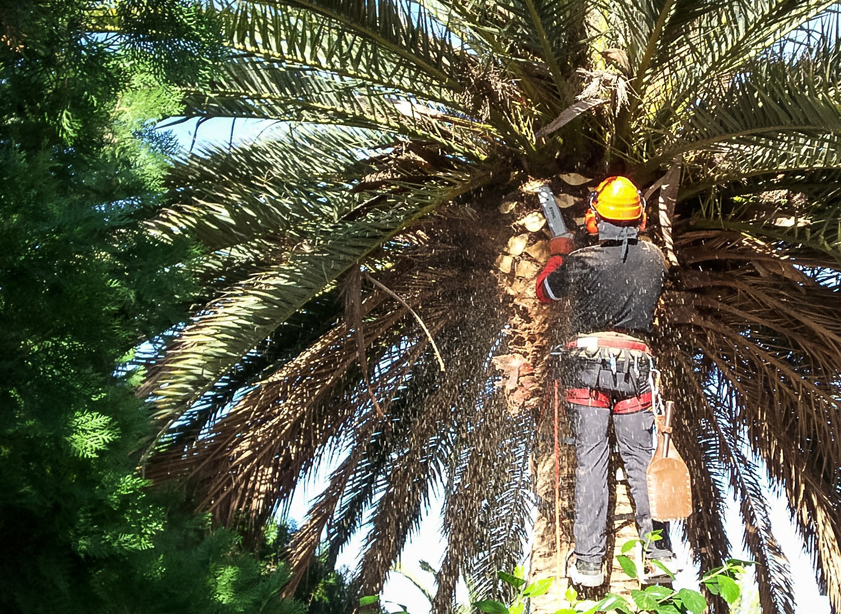 Tree Removal in Scottsdale