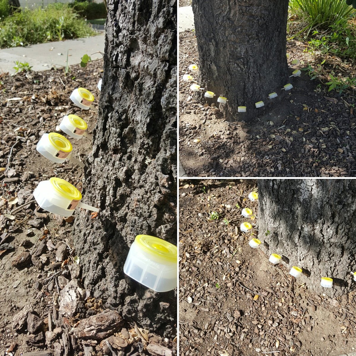 Tree Mauget Injection in Arizona