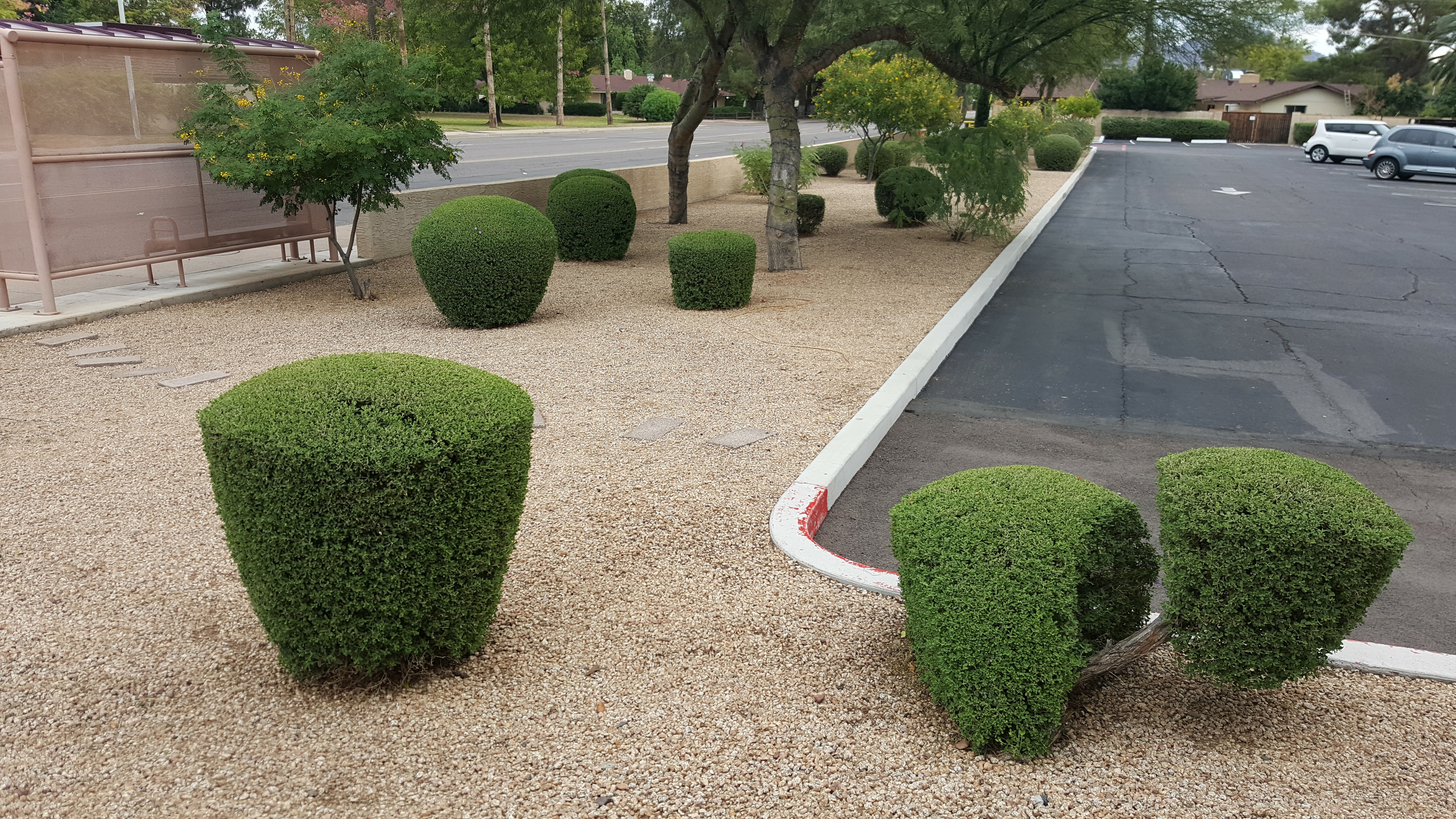 Landscape Maintenance in Phoenix Arizona
