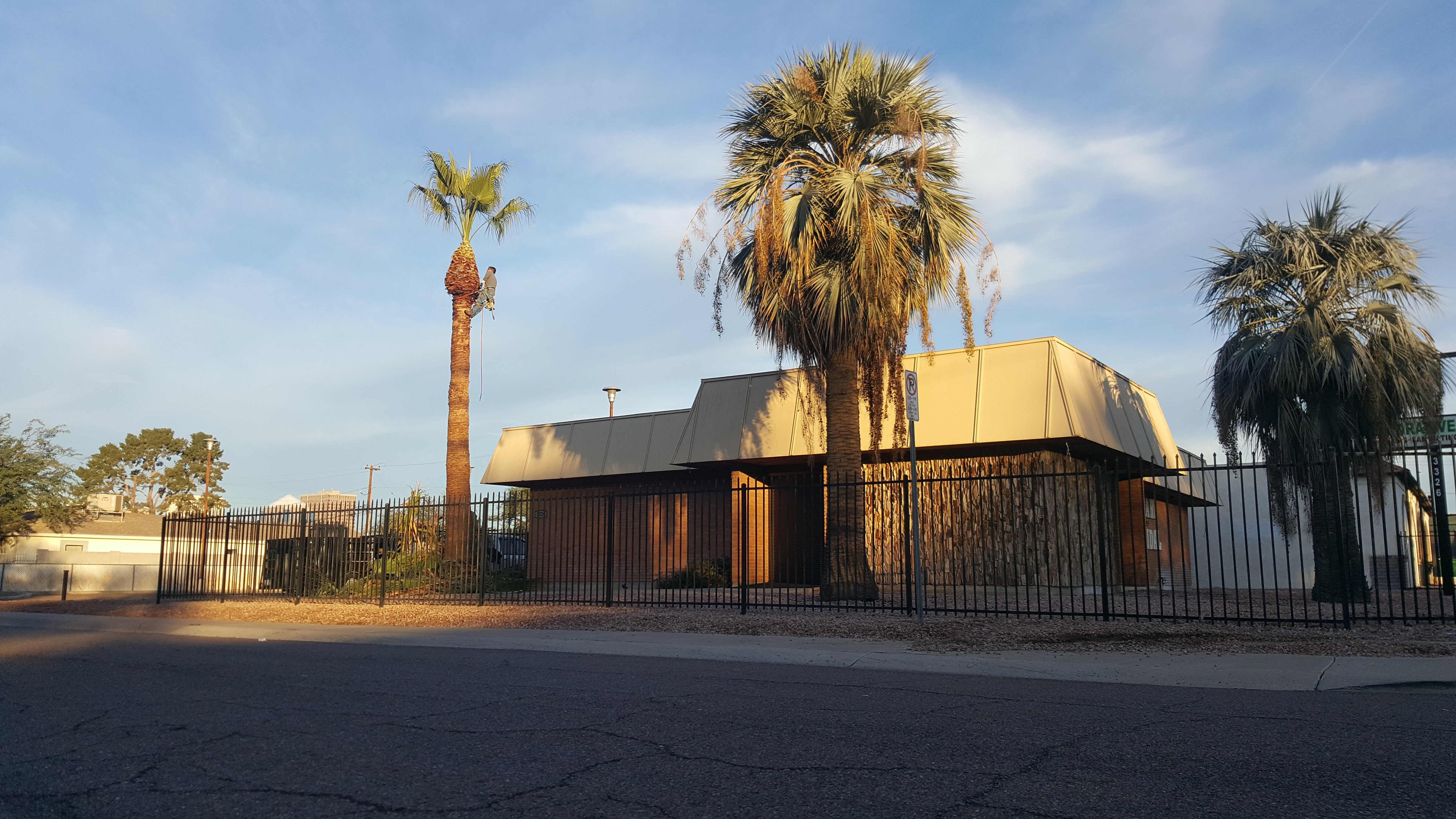 Palm Trimming Company in Scottsdale Arizona