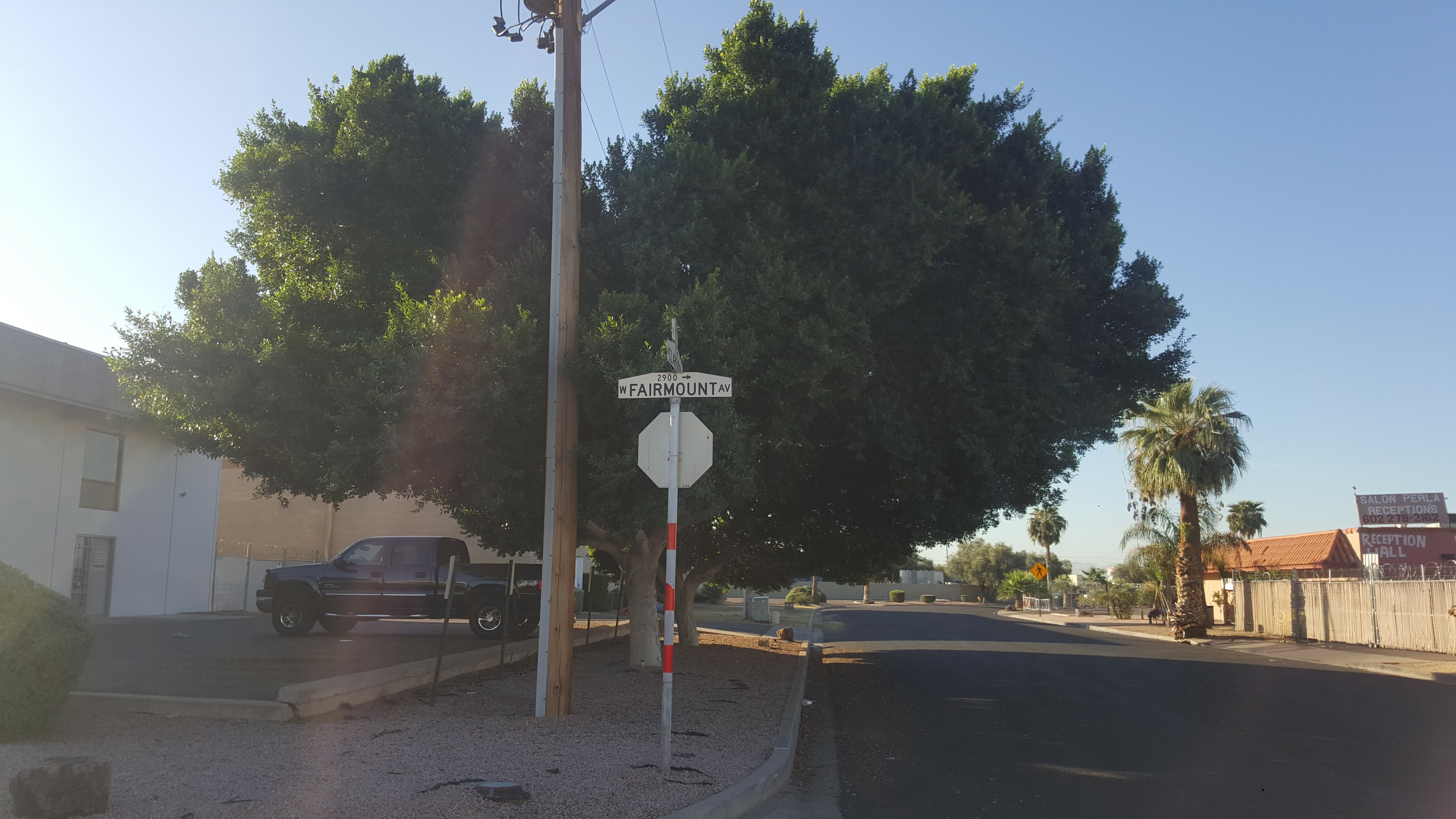 Tree Company in Peoria Arizona