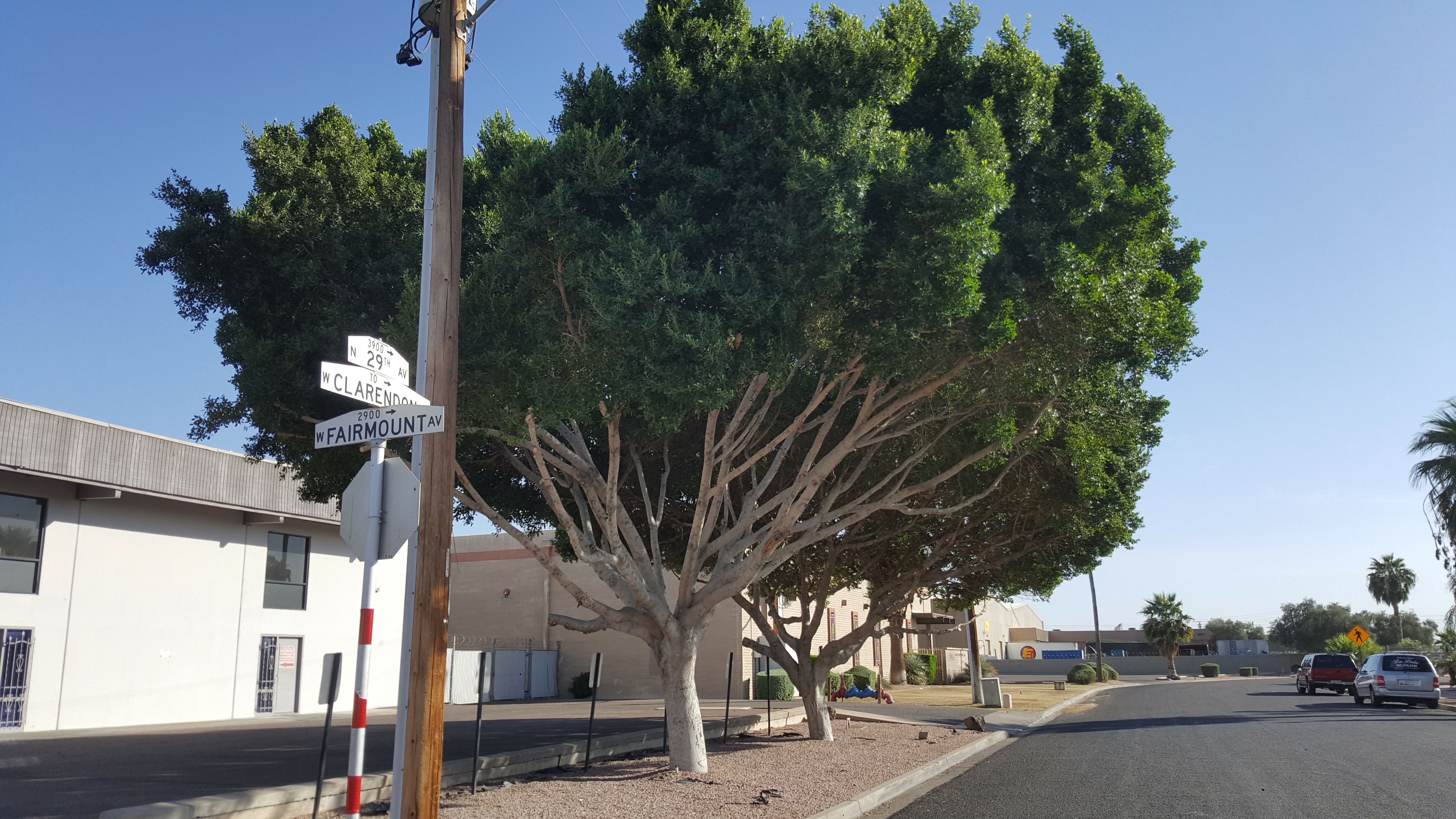 Tree Removal Company in Scottsdale Arizona