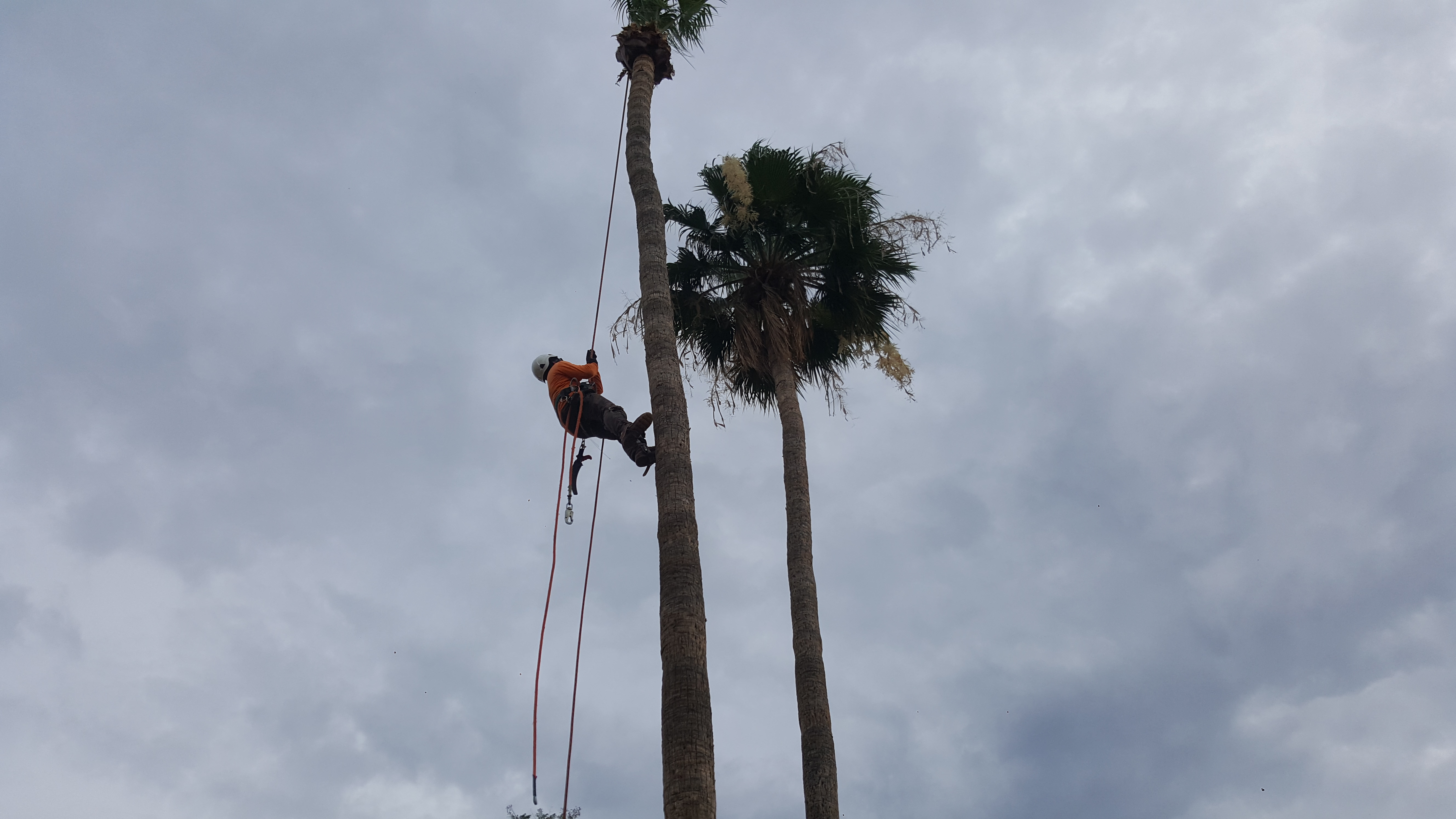 Tree Removal and Stump Grinding in Arizona