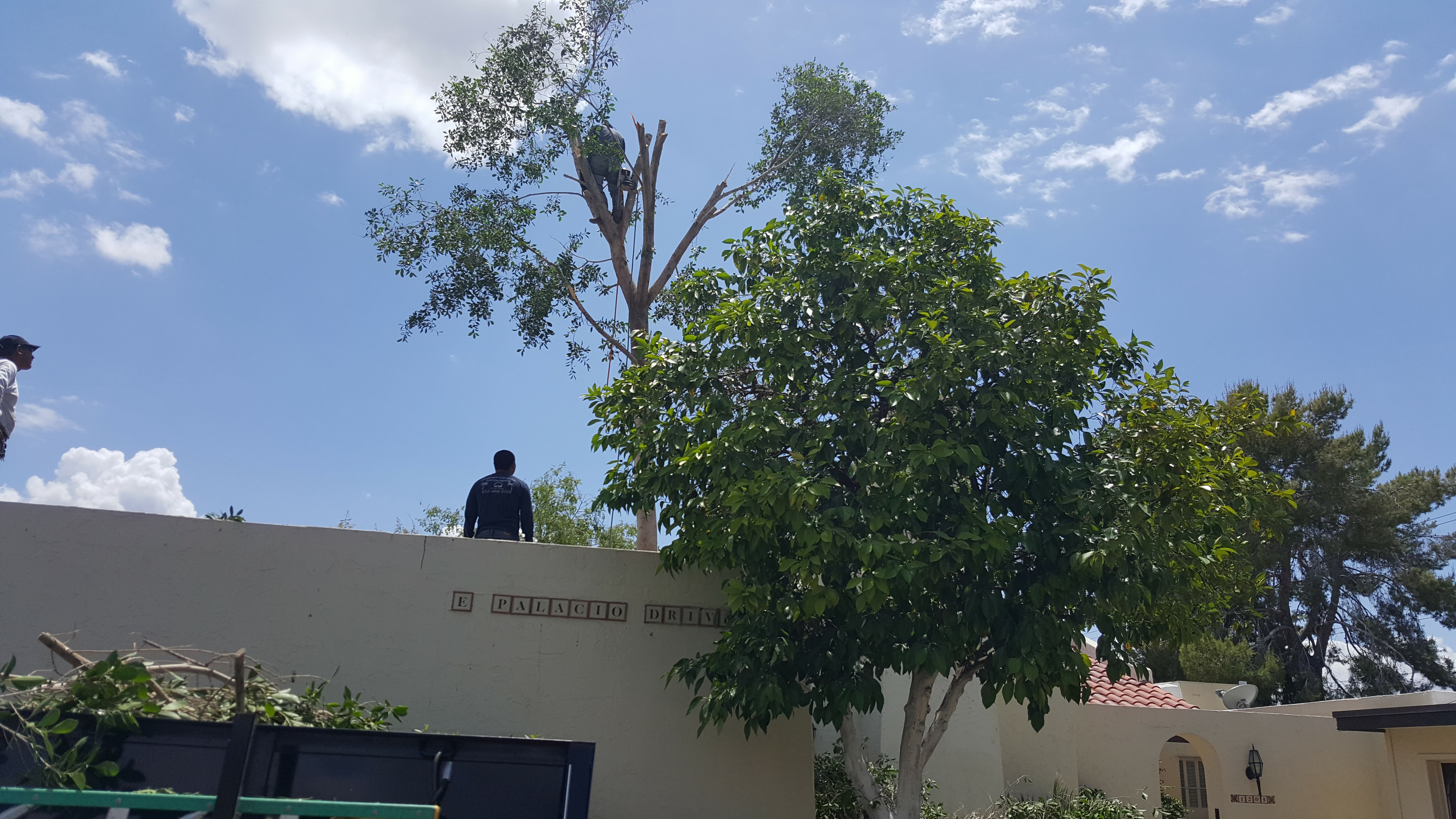 Tree Removal in Phoenix Arizona