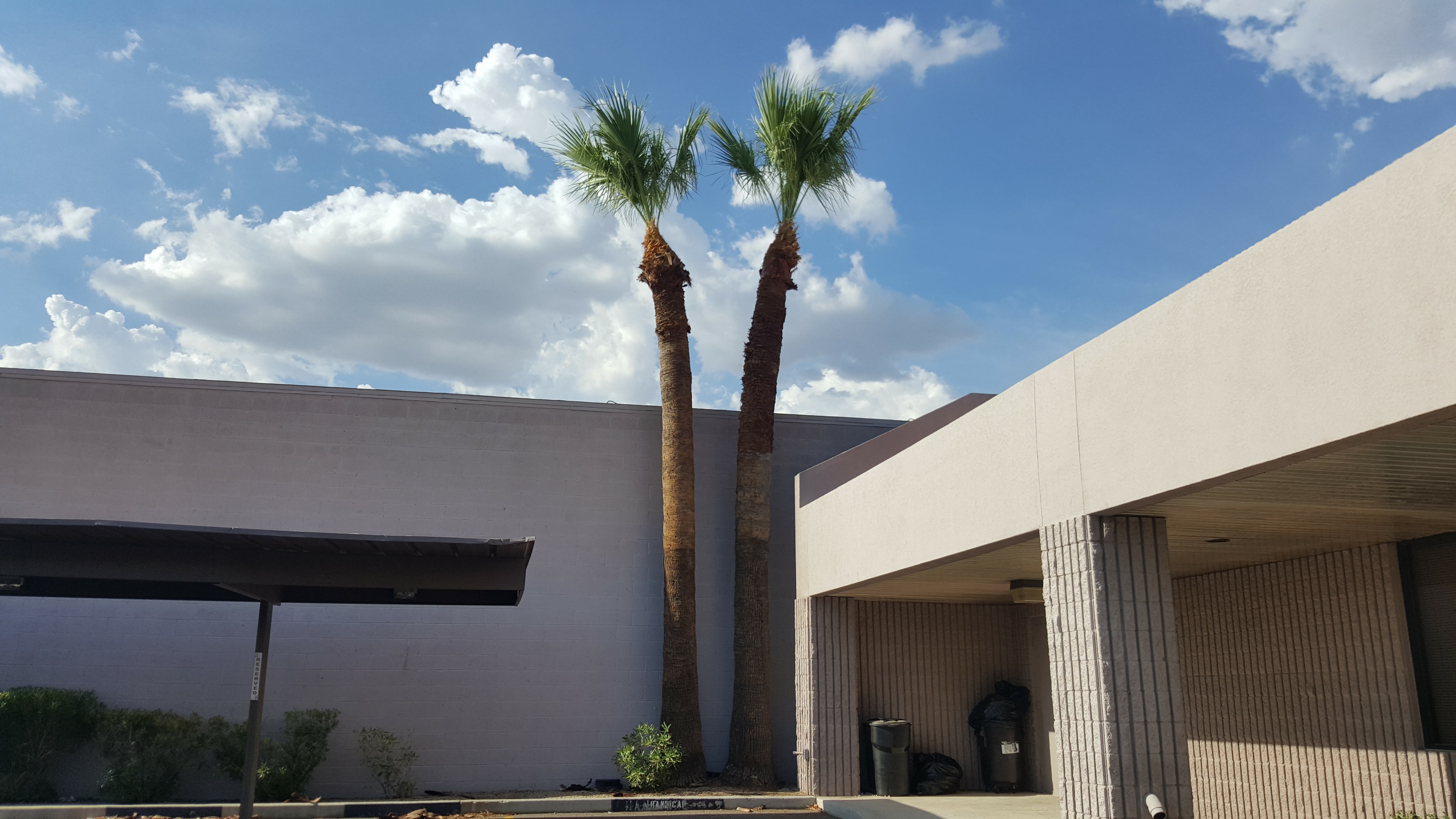 Tree Service in Paradise Valley Arizona