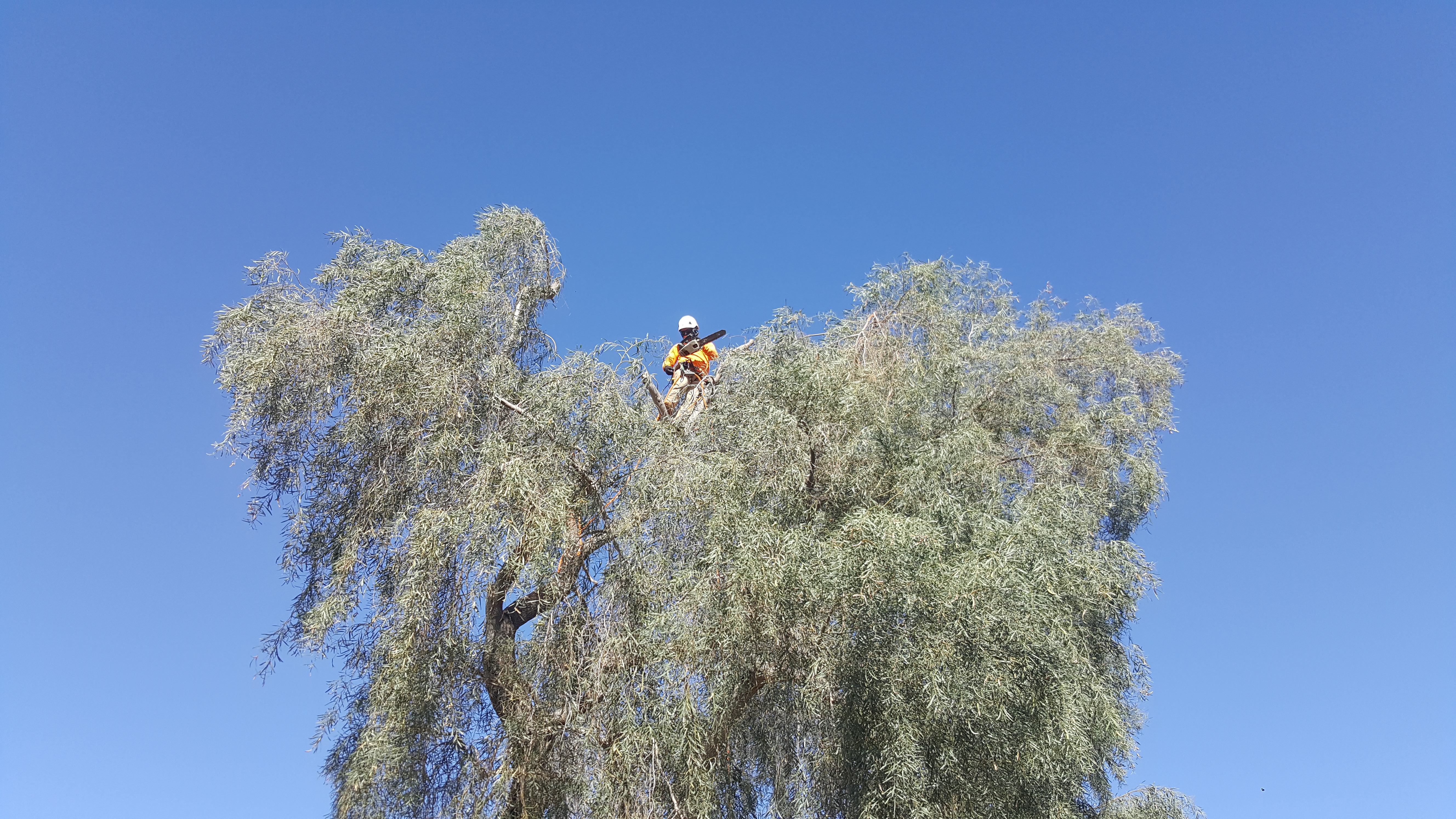 Tree Trimming Companies in Phoenix Arizona