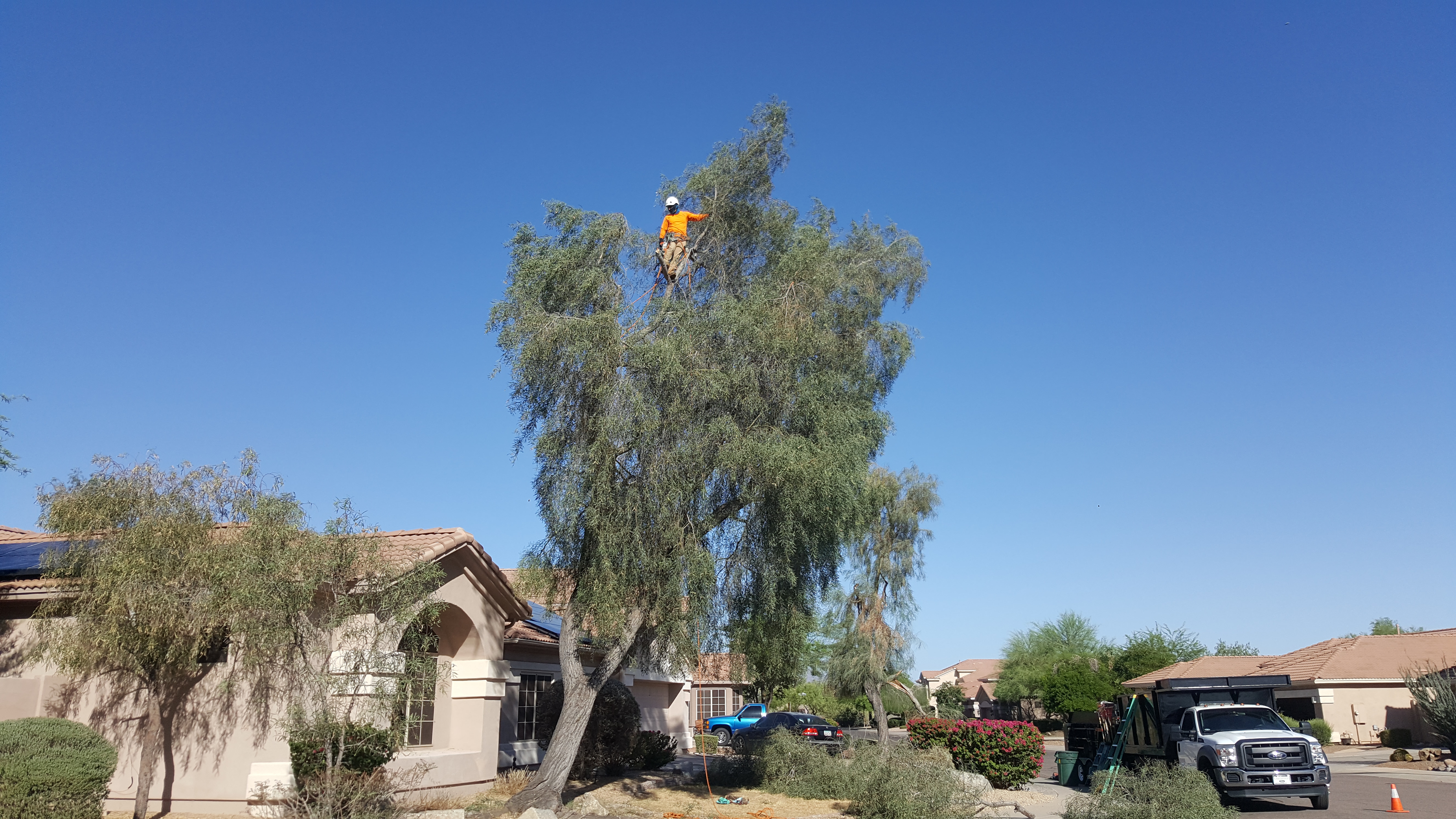 Tree Trimming Companies in Scottsdale Arizona