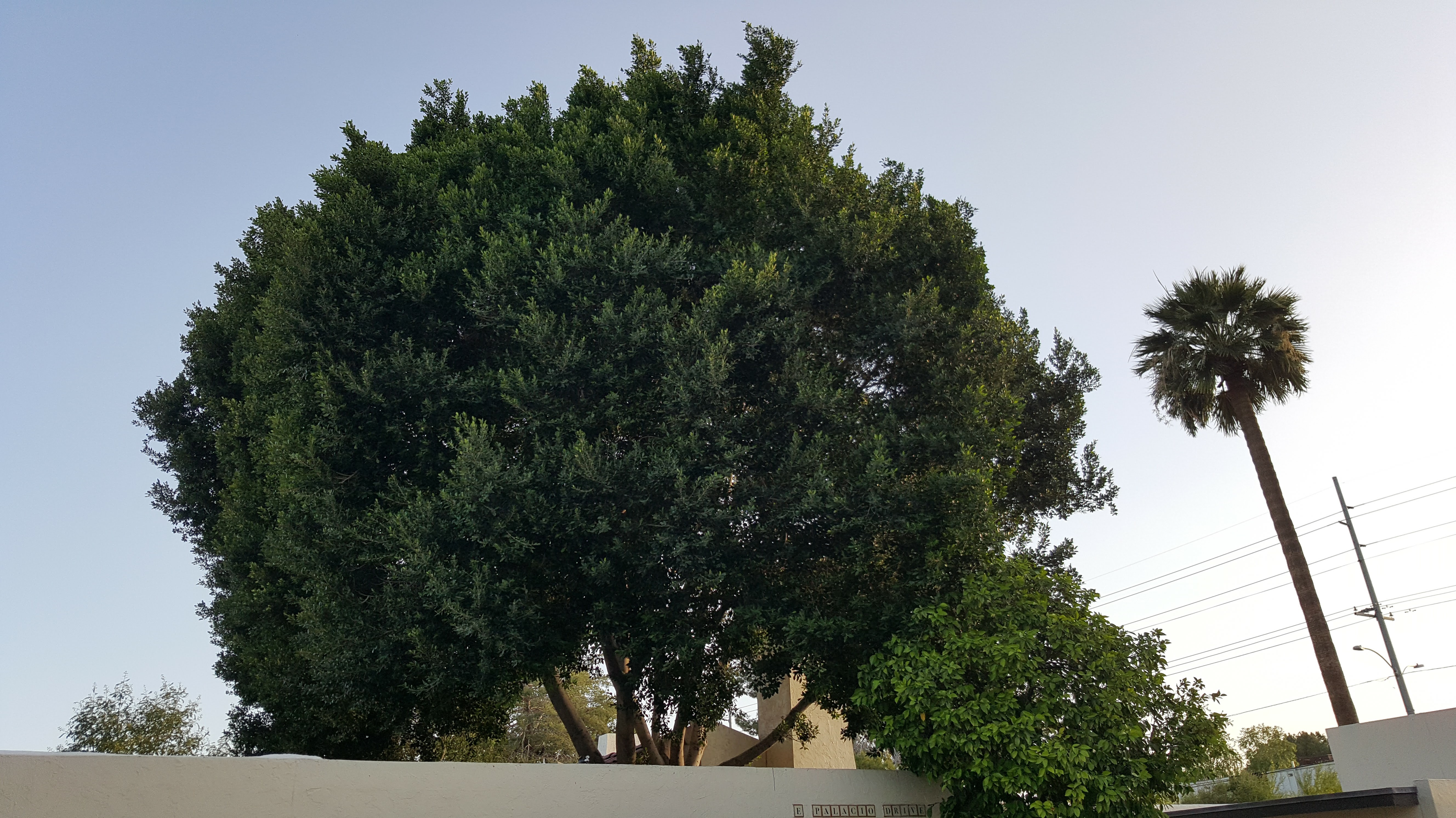 Tree Trimming and Removal in Phoenix Arizona